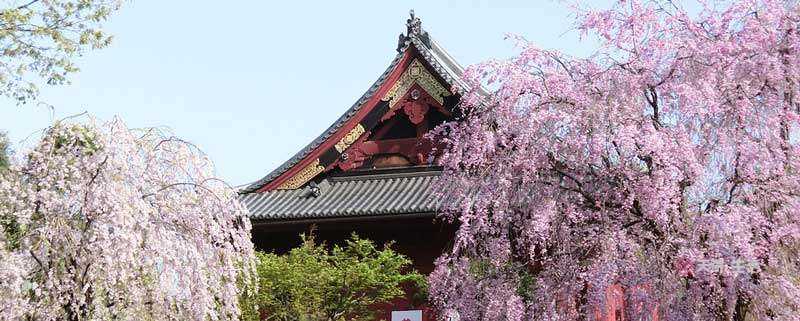 东京上野公园要门票吗